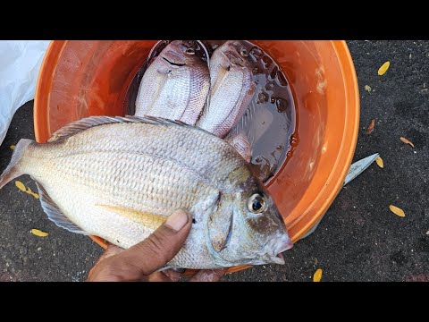 Видео: Подписчики PIER FISHING AND MEETING 10-4-25
