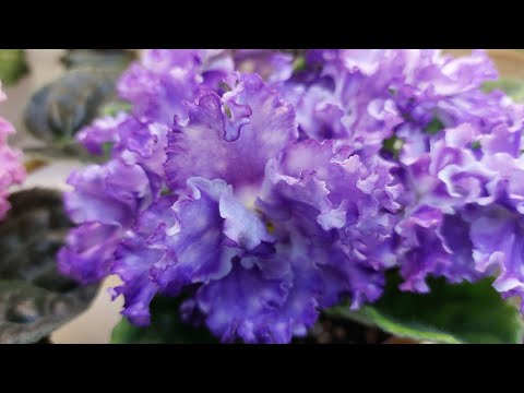 Видео: 13.02.24./НОВИНКИ/Февральская выставка фиалок 2024#фиалки#выставка#домфиалки#