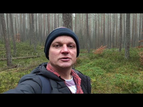 Видео: Подберезовики в сосновых лесах всё ещё растут и выглядят великолепно. Грибы 2025