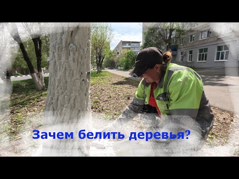 Видео: МУП Благоустройство, побелка деревьев 25 04 2025
