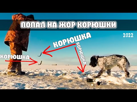 Видео: Попал на ЖОР КОРЮШКИ - Вот это рыбалка! Погода сказка! Сезон 2022