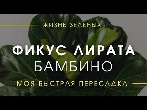 Видео: Фикус Лирата Бамбино - быстрая пересадка 3х растений. Про корни,  грунт, размер горшка, полив