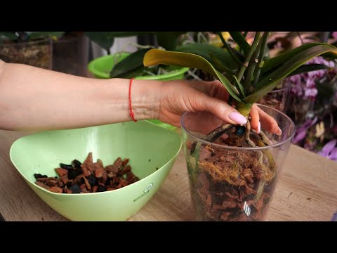 Видео: Посадки орхидеи Сакура донора и снятой новой орхидеи.