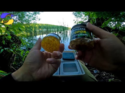 Видео: Вудки тріщать. Короп на горох та кукурудзу