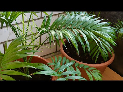 Видео: 🌴ХАМЕДОРЕЯ ПАЛЬМА🌿и уход в домашних условиях.