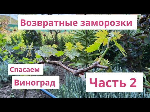 Видео: Возвратные заморозки на винограде  Часть 2   Итоги 🤔