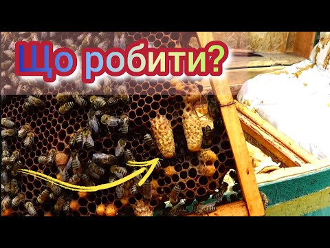 Видео: Побачили таке у себе в вулику? Що робити з ройовою сім'єю? Бджільництво легко і просто.