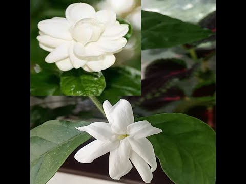 Видео: Комнатный жасмин "Самбак"