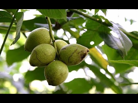 Видео: Деревья целители-Ореховая настойка на керосине.