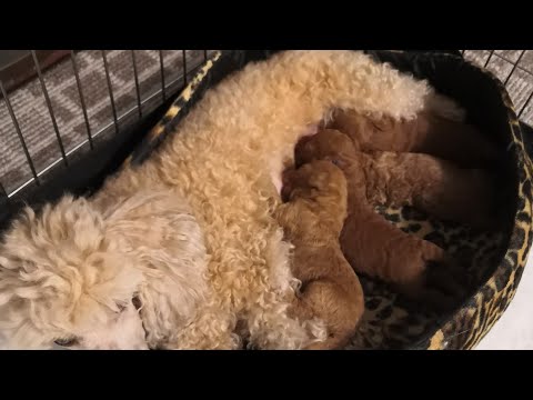 Видео: Беременность и роды у собак. ЧТО НАДО ОБЯЗАТЕЛЬНО ЗНАТЬ! Ч. 1