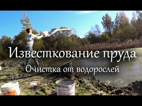 Видео: Известкование пруда. Очистка пруда от водорослей и ряски