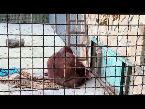 Видео: Дана не прочь получить обувку) Парк львов Тайган ❤️ 