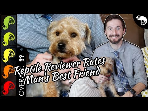 Видео: Собака — лучшее домашнее млекопитающее?