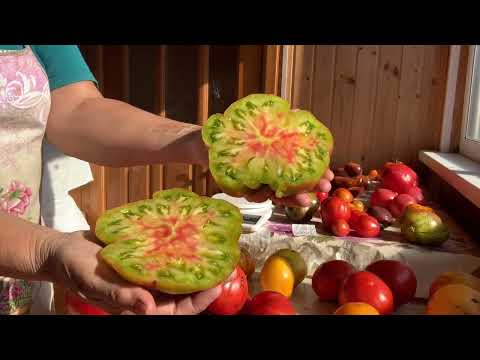 Видео: Мои томаты, гиганты. Очень крупные сорта.