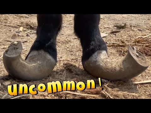 Видео: Копыто слона! Осёл пролежал на земле 8 лет!