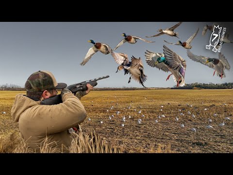 Видео: 64 ПТИЦЫ БЫСТРО ПОПАЛИ! 12 КРЯКОВ ИЗ ОДНОЙ СТАИ – Эпическая охота на уток | #ROADSHOW25 ОХОТА 7