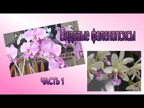 Видео: Видовые фаленопсисы Часть 1