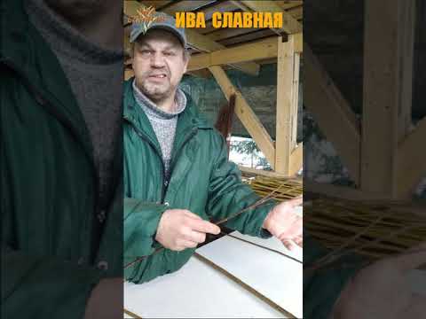 Видео: Ветвистость прутьев сортовой ивы (04.12.2024)