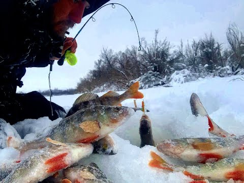 Видео: ТУТ КАБАНЧИКИ ЖРУТ МУЛЯ И БАЛАНСИРЫ!! Первый лед 2023-2024 Рыбалка на балансир, крупный окунь.