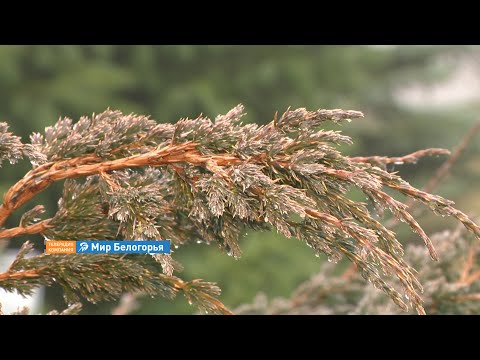 Видео: «Сельский порядок».  Большое Прохоровского района (18.12.2019)