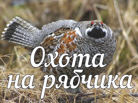 Видео: Проект  "охота на рябчика или сварливая белка"