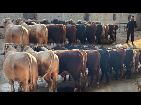 Видео: ZOYIRJONDAN MEGA MEGA BONUSLAR27 октября 2025 г.