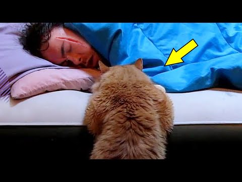 Видео: Парень спас кота, не ожидая что это дикое животное сделает с ним, когда он ляжет спать