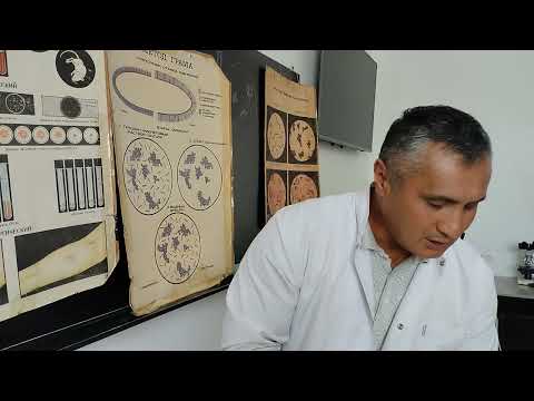 Видео: Окраска по Граму.