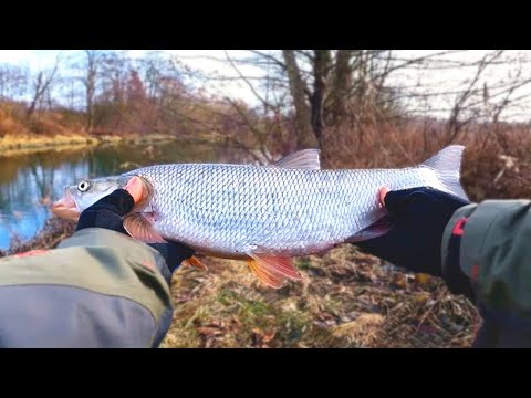 Видео: На цю приманку Клює навіть ЖЕРЕХ !!! Зимовий Спінінг. р.Горинь