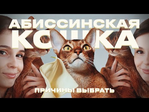 Видео: КАКУЮ ПОРОДУ ВЫБРАТЬ? / АБИССИНСКАЯ КОШКА / ПРИЧИНЫ ВЫБРАТЬ