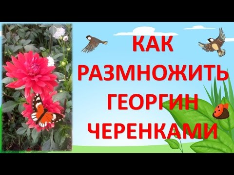 Видео: Как размножить георгин черенками весной. Как выращивать георгины. Размножение георгин черенками.