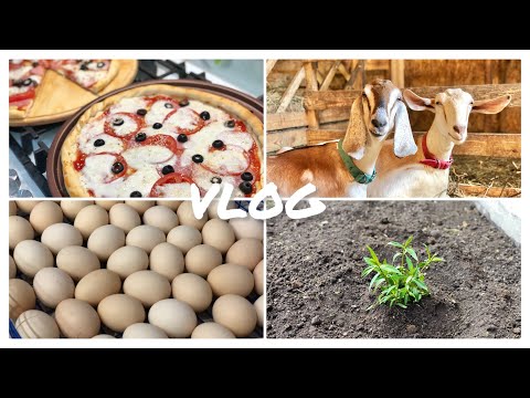 Видео: Заросло сорняками 🌿/ ПИЦЦА с КОЗЬИМ сыром 🍕