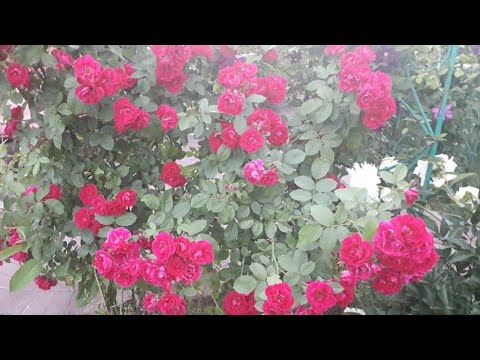 Видео: РОЗЫ.  ПОЧЕМУ НЕ ЦВЕТЕТ КОМНАТНАЯ РОЗА