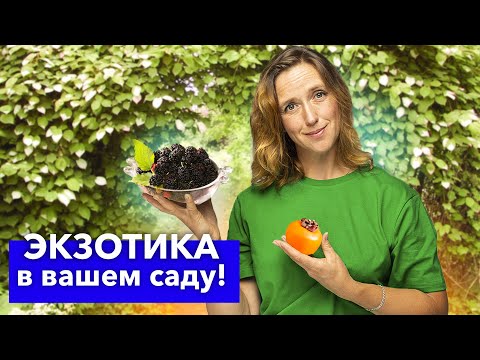 Видео: 5 ДИКОВИННЫХ РАСТЕНИЙ ДЛЯ САДА, которые скупают тысячами в последние годы! Вырастут и у вас!