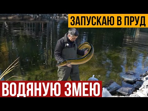 Видео: Запускаю в пруд "Водяную Змею". Запустил угря в пруд. Убежит или не убежит из пруда весной?