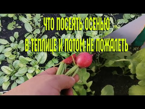Видео: Что посеять осенью в теплице и потом не пожалеть. Питаемся с теплицы.