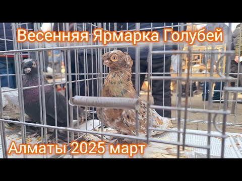 Видео: Весенняя Ярмарка голубей Алматы 2025. Начало сезона.