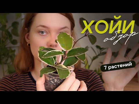 Видео: ОБЗОР моей МИНИ коллекции хой: матильда сплэш, эскимо, фламинго и другие