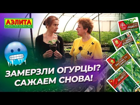 Видео: Выращивайте эти огурцы! Интересный и полезный разговор об огурцах.