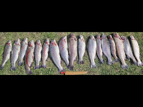 Видео: Золотой Трофей/Полная версия/Рыбалка в Дании/