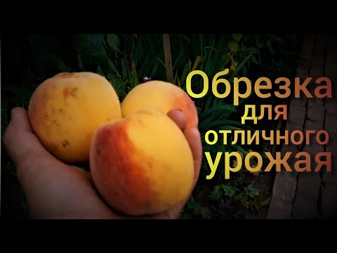 Видео: Персик. Как обрезать правильно и добиться хорошего урожая.