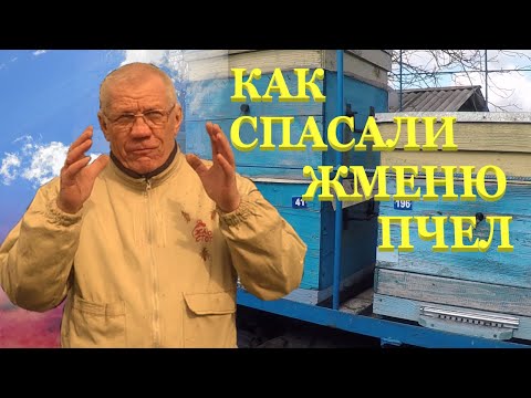 Видео: Метод по спасению пчел Как увеличить пасеку Ответы на вопросы