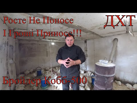 Видео: Вирощення Бройлера в домашніх умовах. Все про все!!! корм, сарай, утримання, пропойка, підстилка!