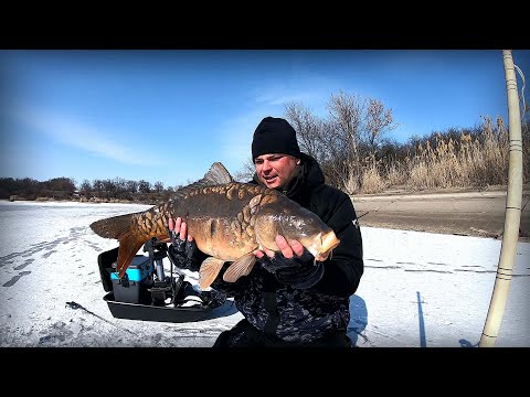 Видео: Знайшли стаю Диких Коропів 10 кг плюс !!! Рибалка на Коропа в зимку !!!