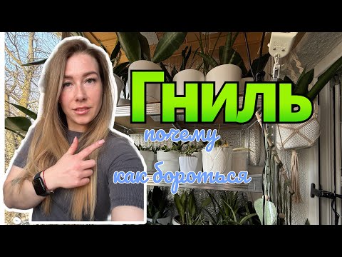 Видео: Гниль на листьях санс #сансевиерия #сансы #sansevieria #болезнирастений