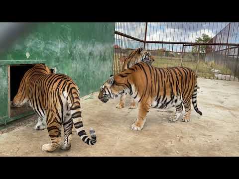 Видео: Выпускаем  суматранских тигров ! РЕШИЛ К НИМ ЗАЙТИ !