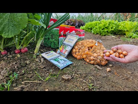 Видео: Какие растения сеять в какое время года? Подробный календарь того, как мы это делаем