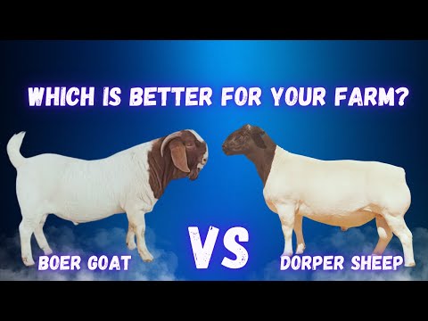 Видео: Овцы породы Дорпер и козы породы Бур? Ключевые различия, которые должен знать каждый фермер!