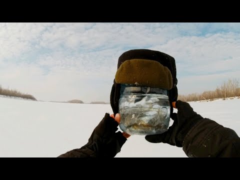 Видео: ЖИВЕЦ ЖИВЁТ ВСЮ ЗИМУ! Как рыбачить зимой на жерлицы