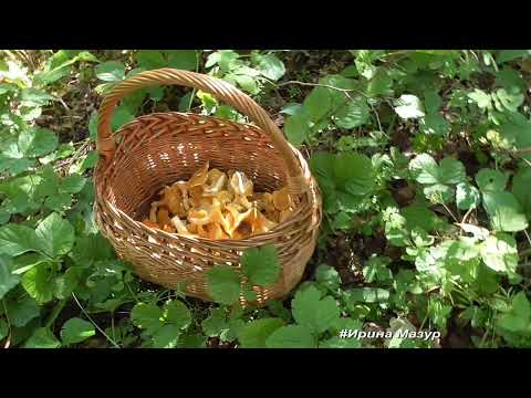 Видео: Лисички поперли!!